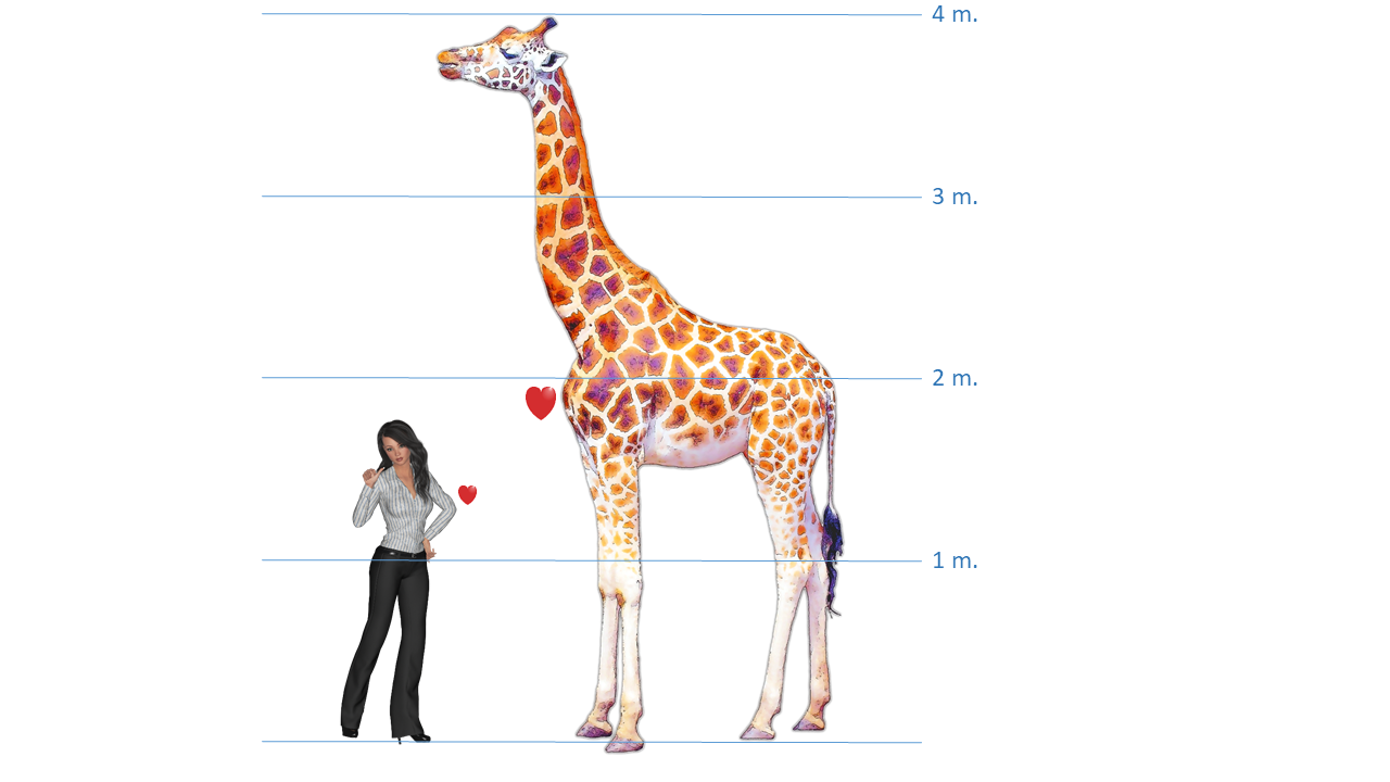 Alle informatie over de giraffe